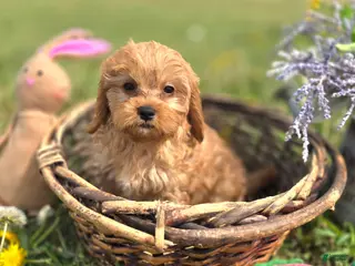 Cavapoo dogs Slate - Ad 29