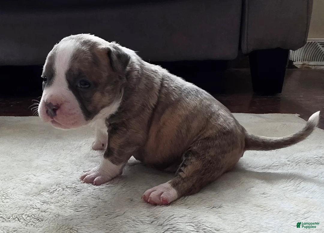 American Bully dogs for sale: Stubs - Ad 3