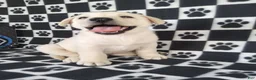 Labrador Retriever dogs for sale: Casper - Ad 5