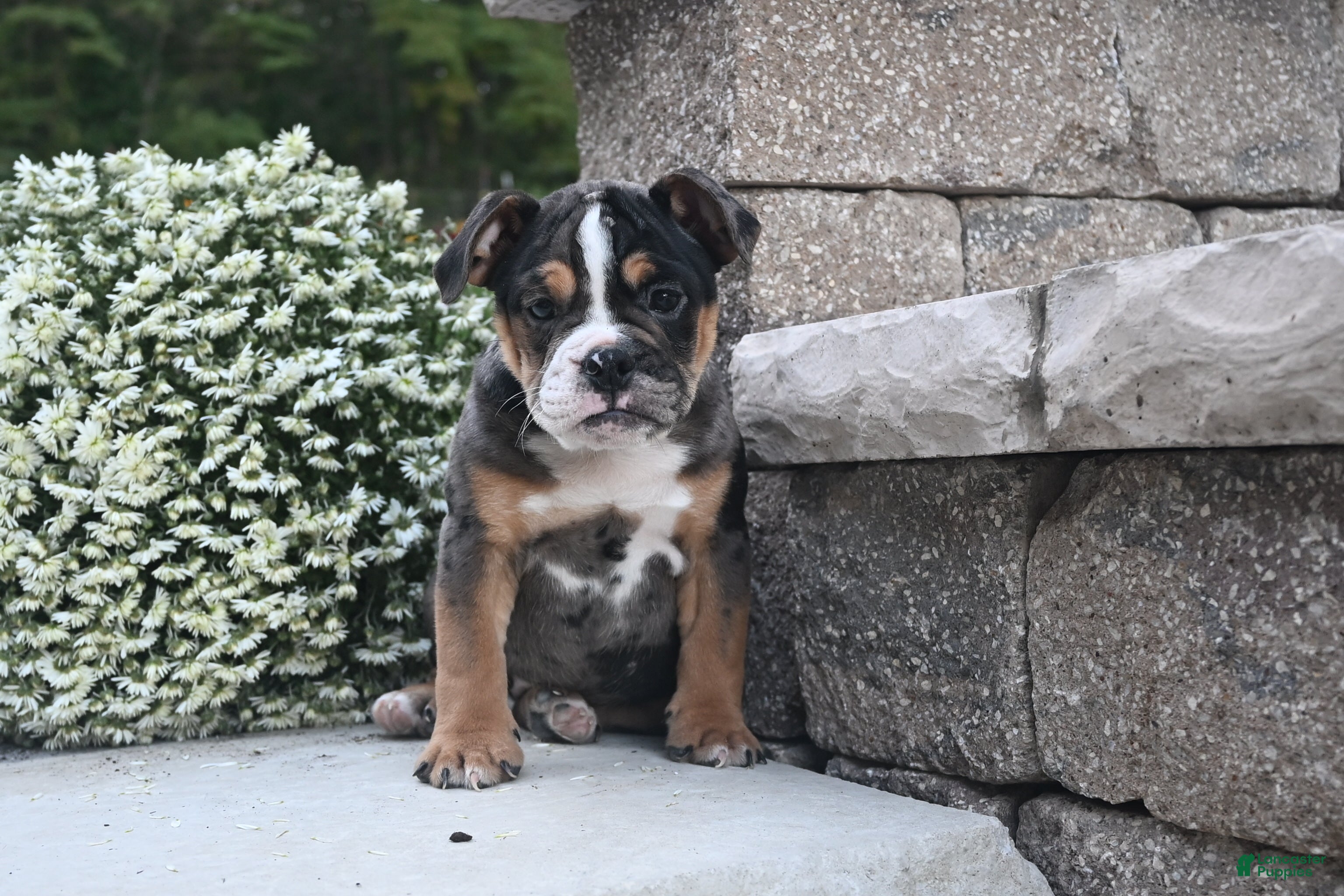 English Bulldog dogs Mia - Ad 2