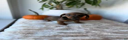 Miniature Dachshund dogs for sale: Cindy - Ad 4