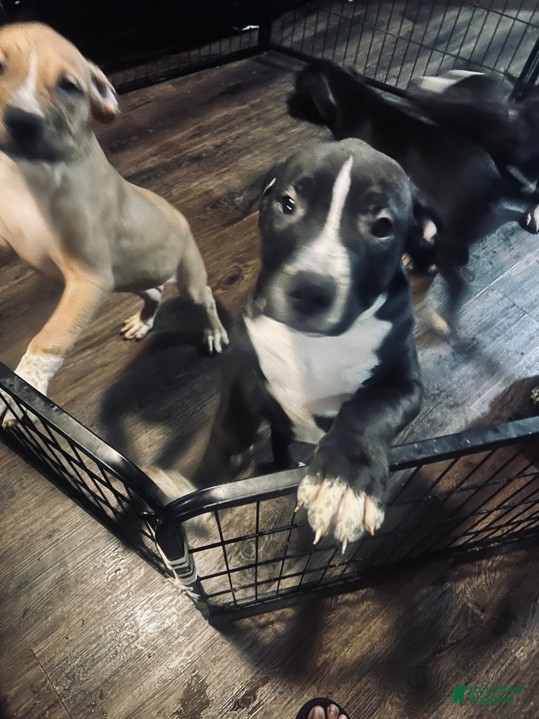 Mixed Breed dogs for sale: Mixed Breed Puppy 2 - Ad 4