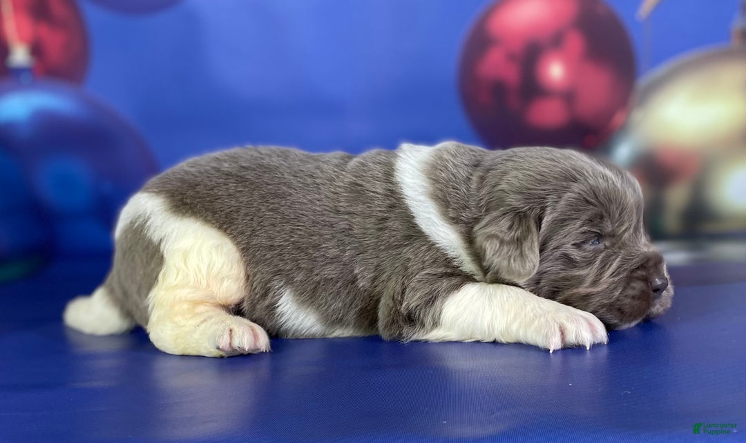 Mixed Breed dogs for sale: Steele OFA DNA  - Ad 3