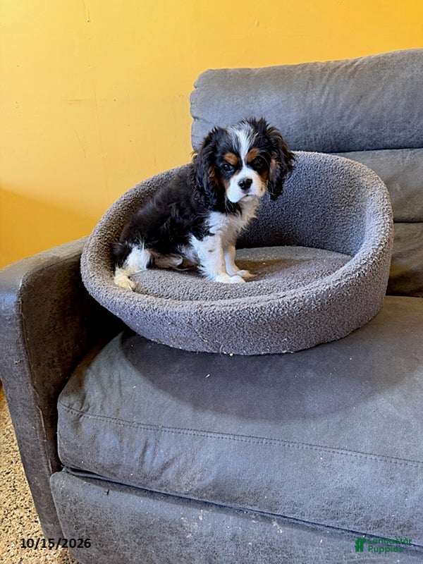 Cavalier King Charles Spaniel dogs Rascal - Ad 1