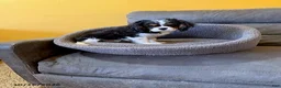 Cavalier King Charles Spaniel dogs for sale: Rascal - Ad 1