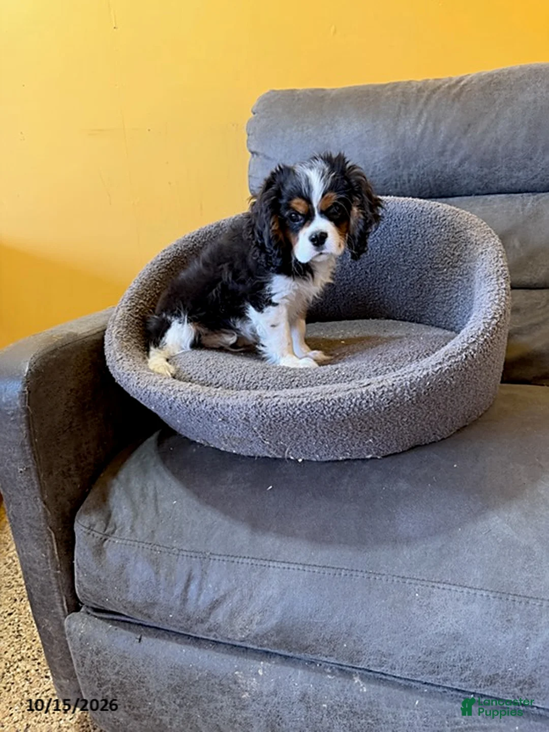 Cavalier King Charles Spaniel dogs for sale: Rascal - Ad 1