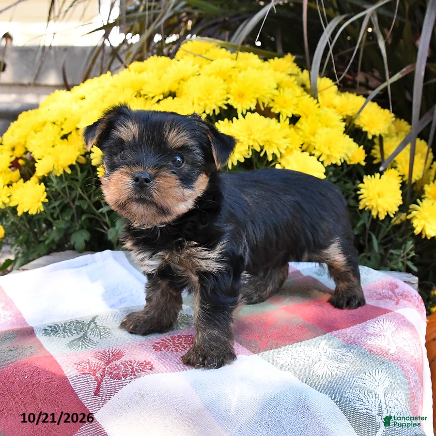 Yorkshire Terrier dogs Bently - Ad 2