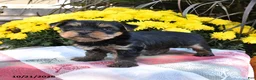 Yorkshire Terrier dogs for sale: Bently - Ad 2