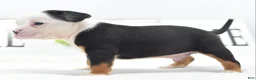 Mixed Breed dogs for sale: Diesel - Ad 4