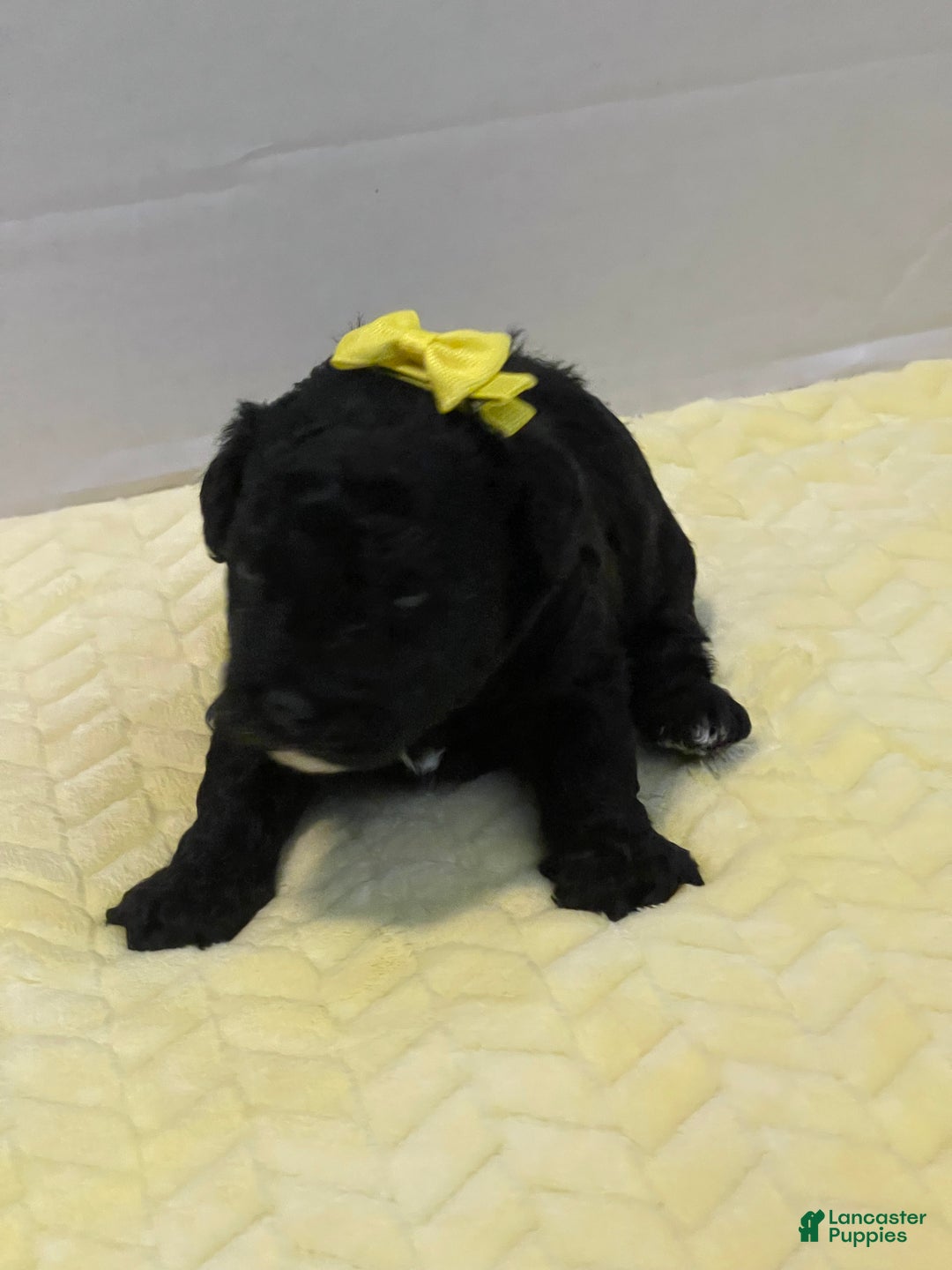 Goldendoodle dogs for sale: Goldendoodle Puppy 5 - Ad 1