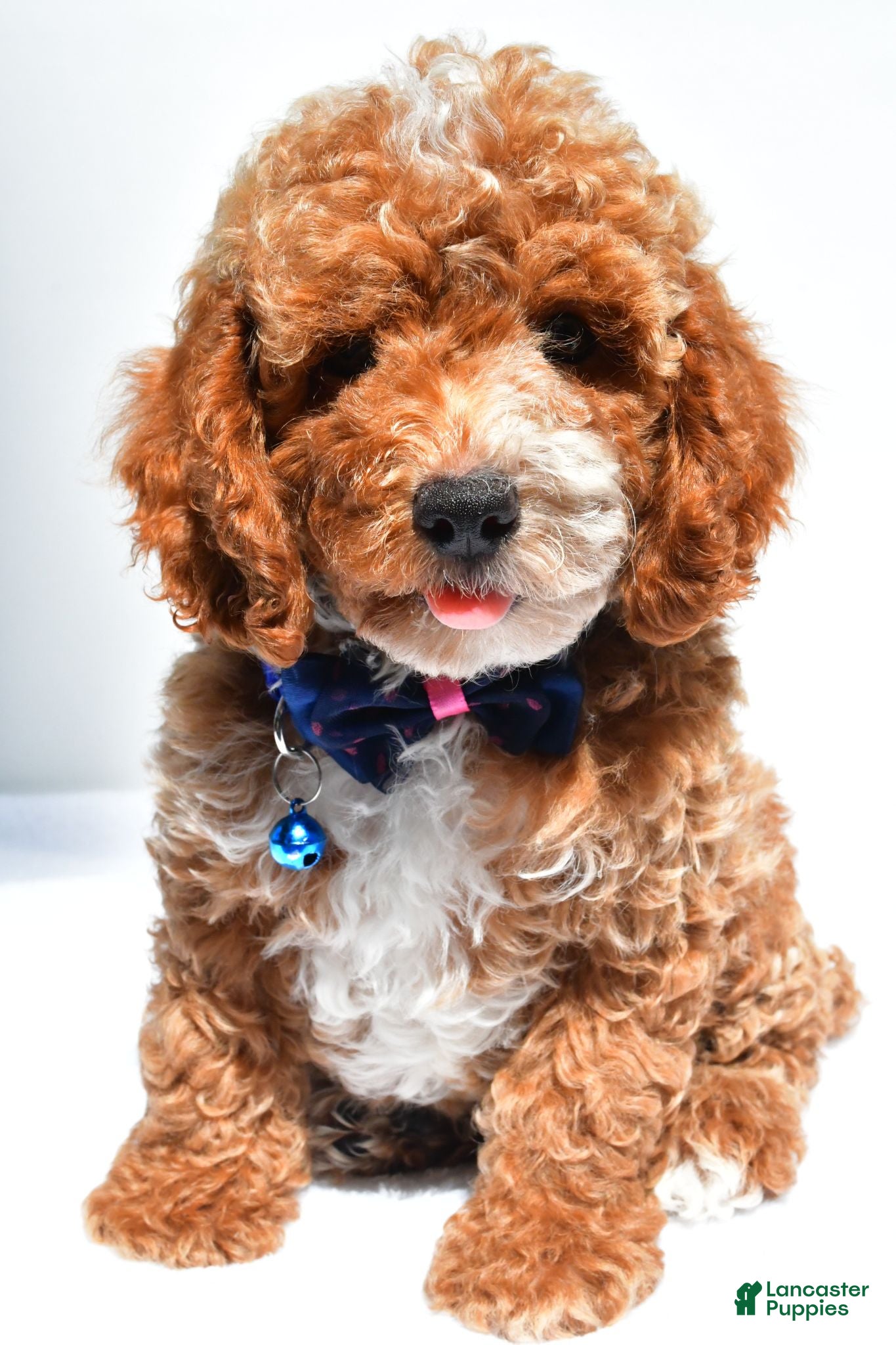 Cockapoo dogs Trevor - Ad 1