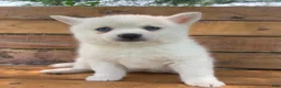Alaskan Klee Kai dogs for sale: Pretty Blue Eyed SnowWhite~! - Ad 3