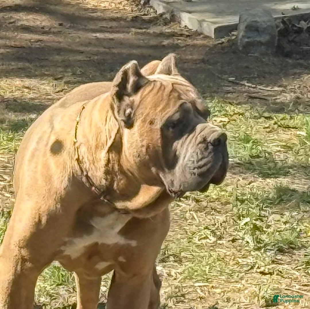 Cane Corso dogs for sale: Cash - Ad 4