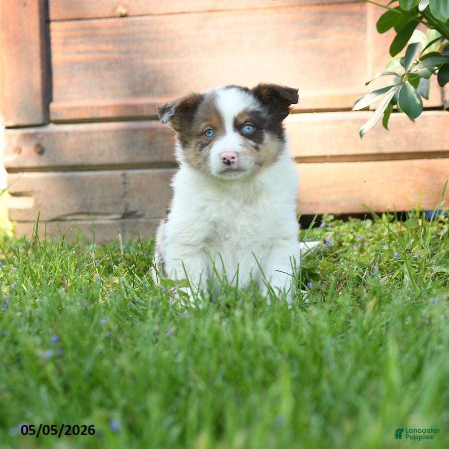 Miniature Australian Shepherd dogs Grover - Ad 1