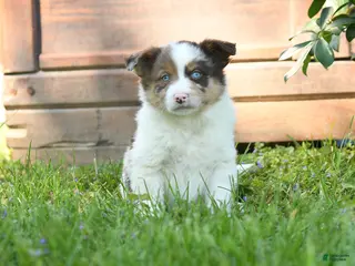 Miniature Australian Shepherd dogs for sale: Grover - Ad 2