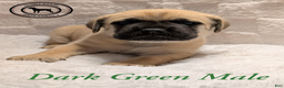 Cane Corso dogs for sale: Green - Ad 4