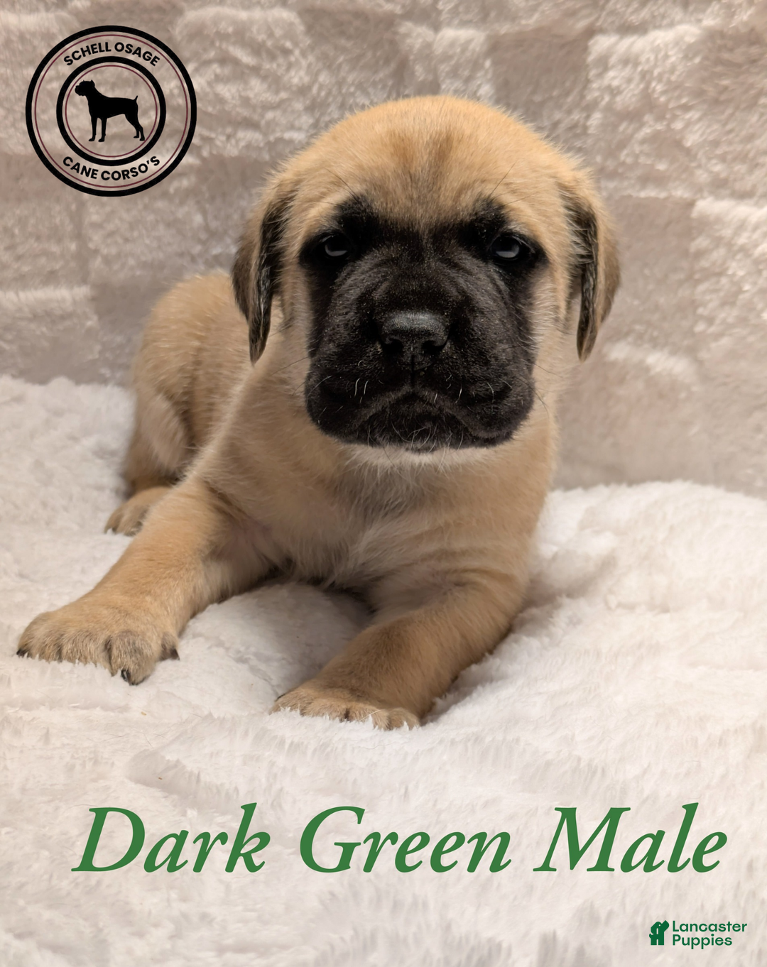 Cane Corso dogs for sale: Green - Ad 4