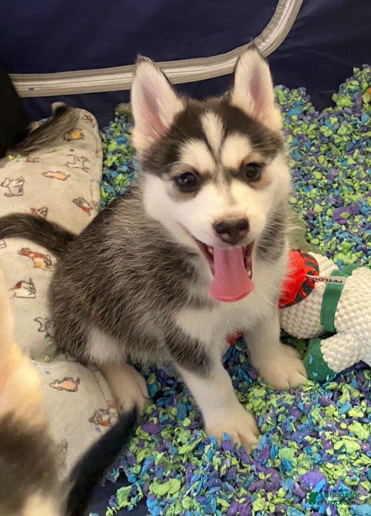 Pomsky dogs Sleepy  - Ad 3