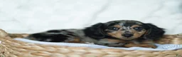 Miniature Dachshund dogs for sale: Amber 🤎 - Ad 3