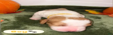 Brittany Spaniel 1