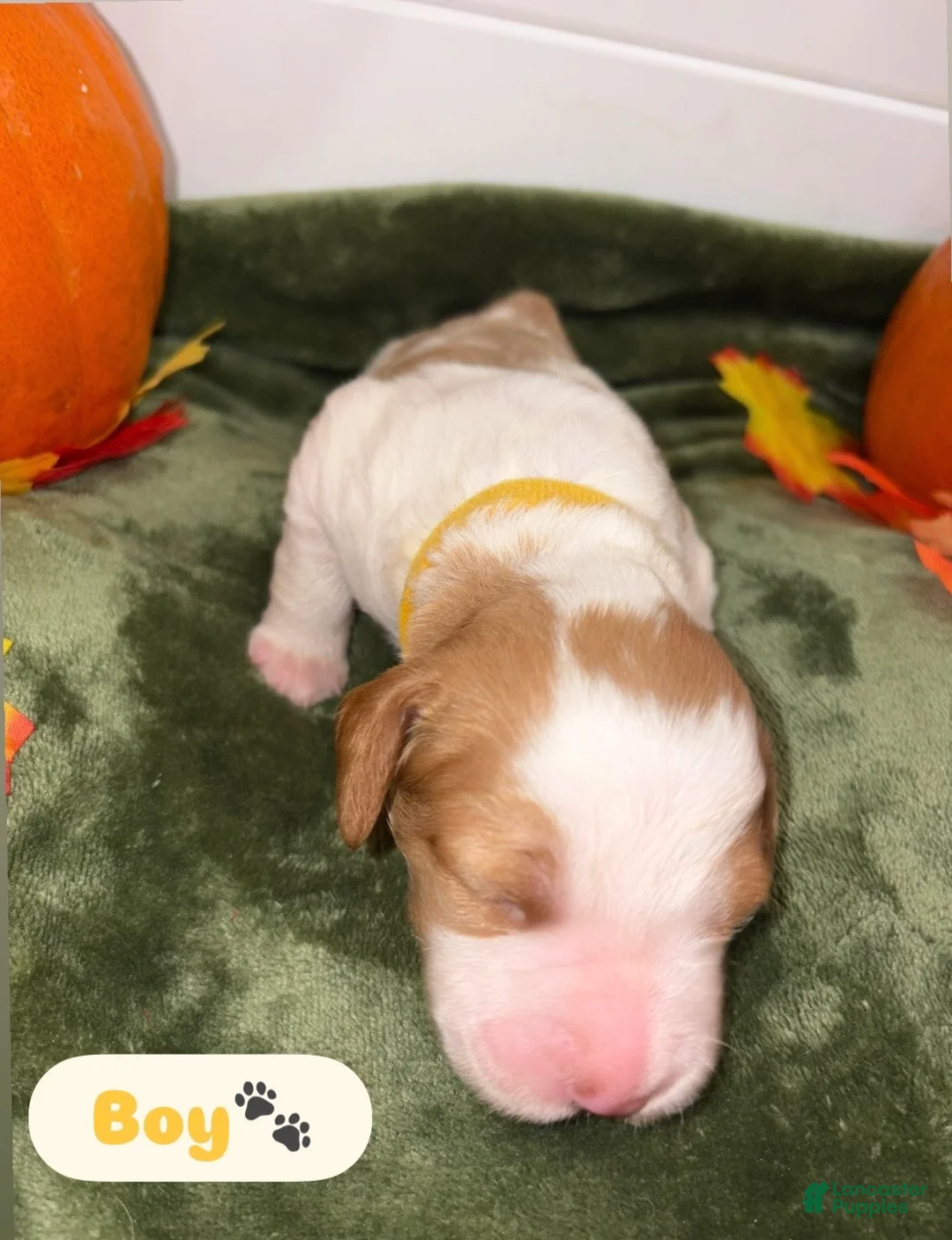 Brittany Spaniel dogs for sale: Brittany Spaniel 1 - Ad 1