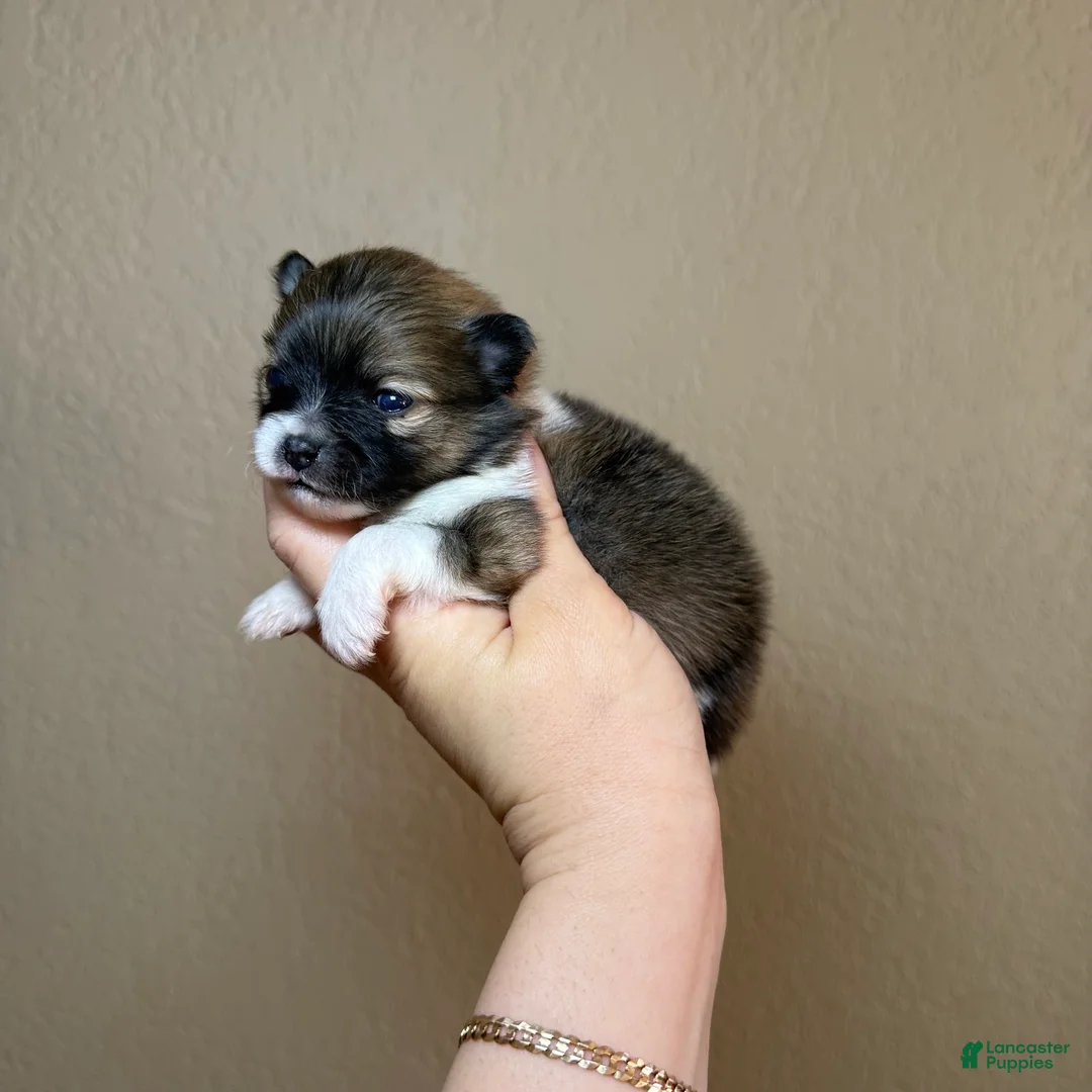 Pomeranian dogs for sale: Boston - Ad 2