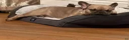 French Bulldog dogs for sale: French Bulldog Puppy 1 - Ad 3