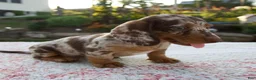 Miniature Dachshund dogs for sale: Noah - Ad 2