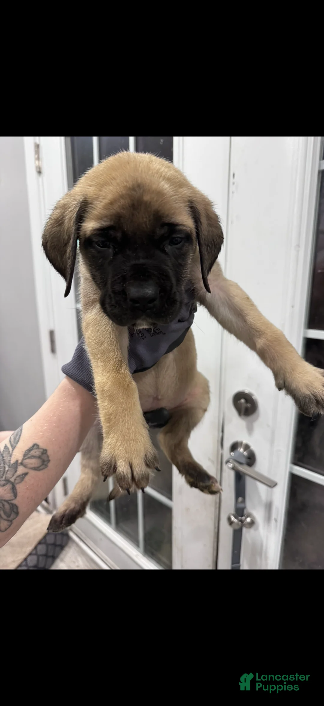 English Mastiff dogs for sale: English Mastiff Puppy 5 - Ad 1