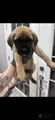 English Mastiff Puppy 5