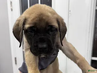 English Mastiff dogs English Mastiff Puppy 5 - Ad 21