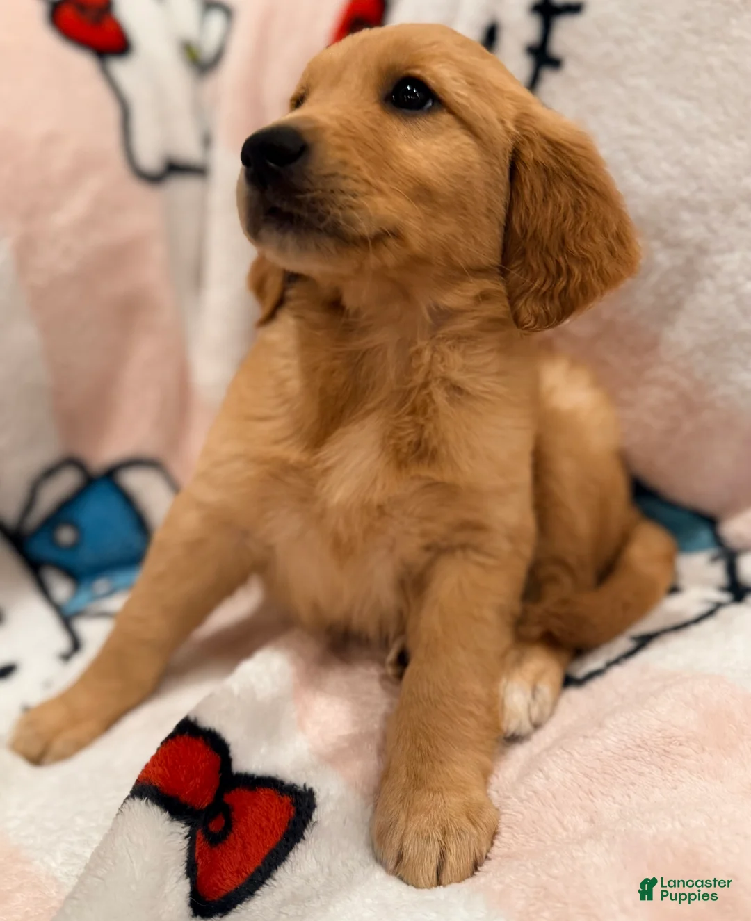 Golden Retriever dogs for sale: Golden Retriever Puppy 5 - Ad 2