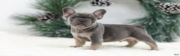 French Bulldog dogs for sale: Jaxon - Ad 7