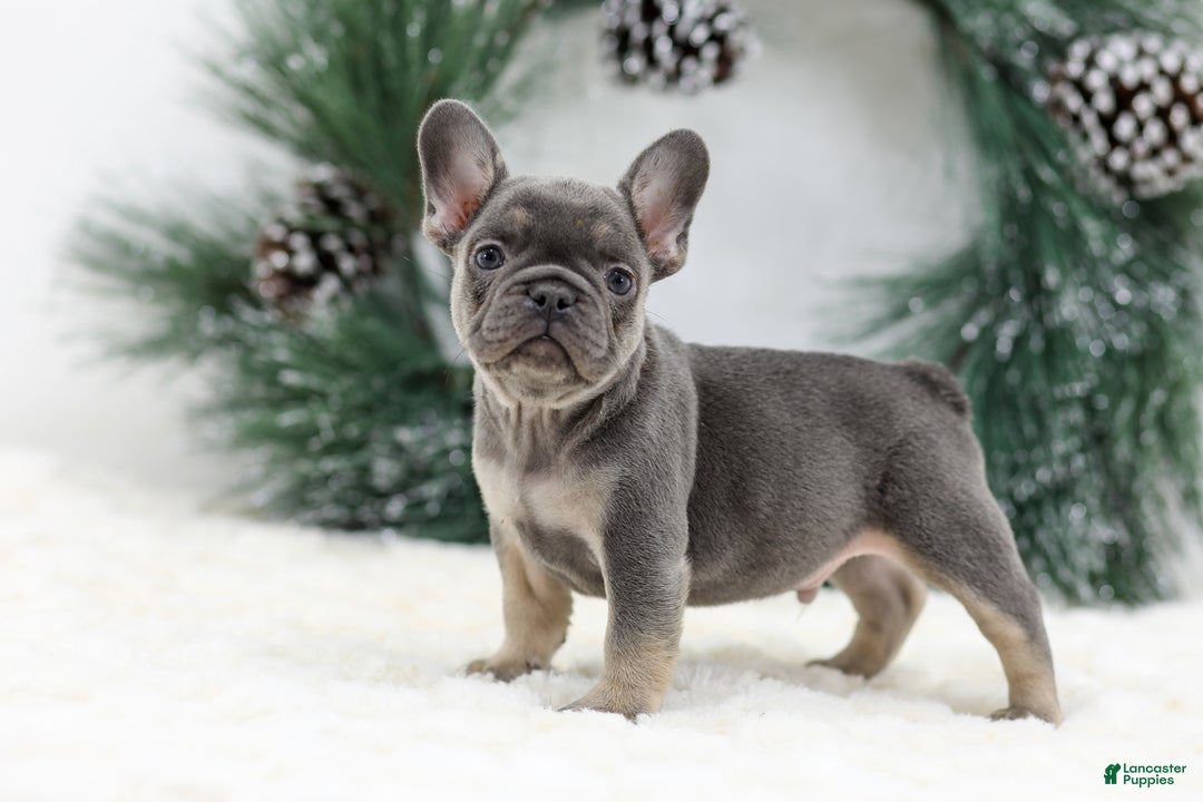 French Bulldog dogs for sale: Jaxon - Ad 7