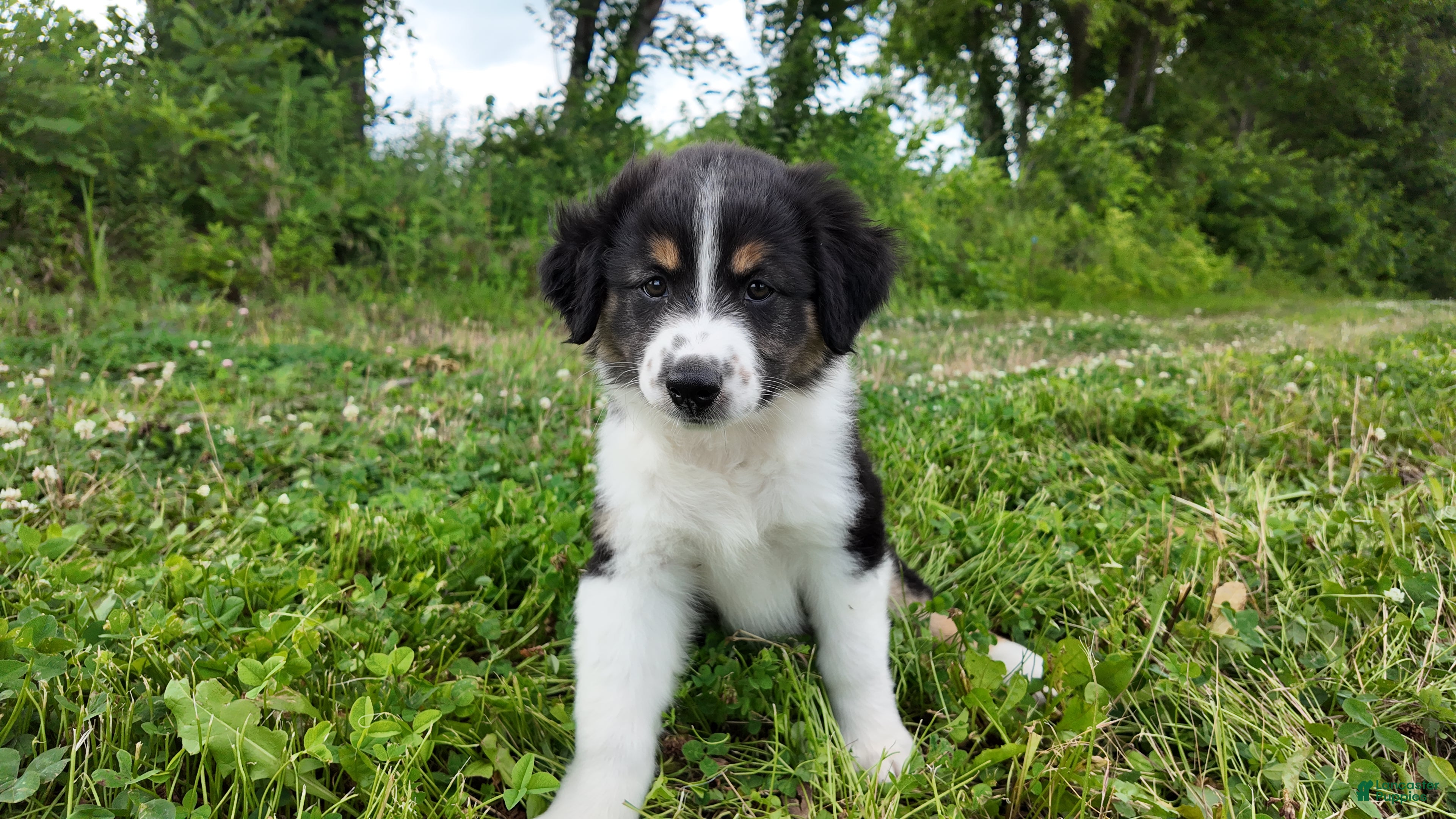 Australian Shepherd dogs Virginia - Ad 1