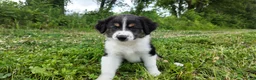 Australian Shepherd dogs for sale: Virginia - Ad 1