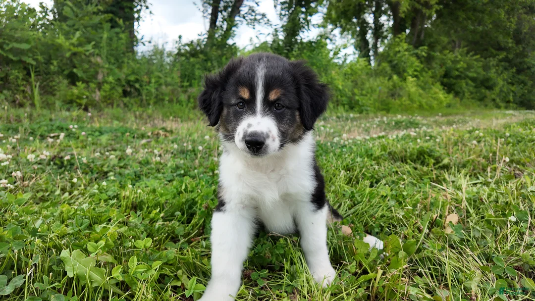 Australian Shepherd dogs for sale: Virginia - Ad 1