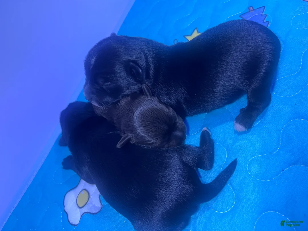 Yorkiepoo dogs for sale: Yorkiepoo 3 - Ad 3