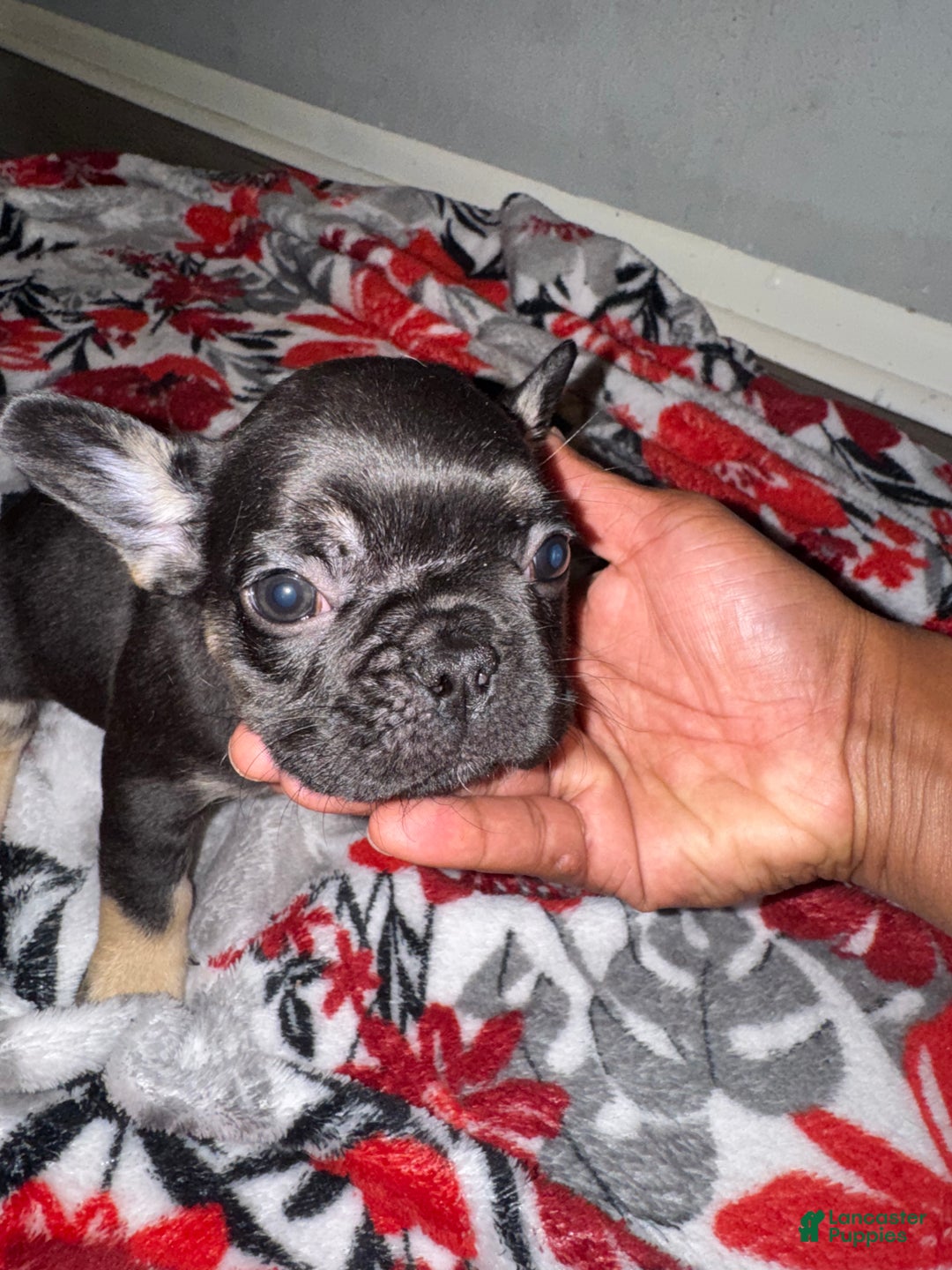 French Bulldog dogs for sale: French Bulldog Puppy 3 - Ad 5