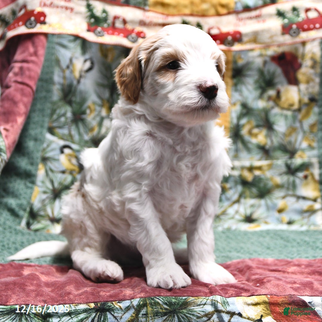 Goldendoodle dogs for sale: Sheldon - Ad 2