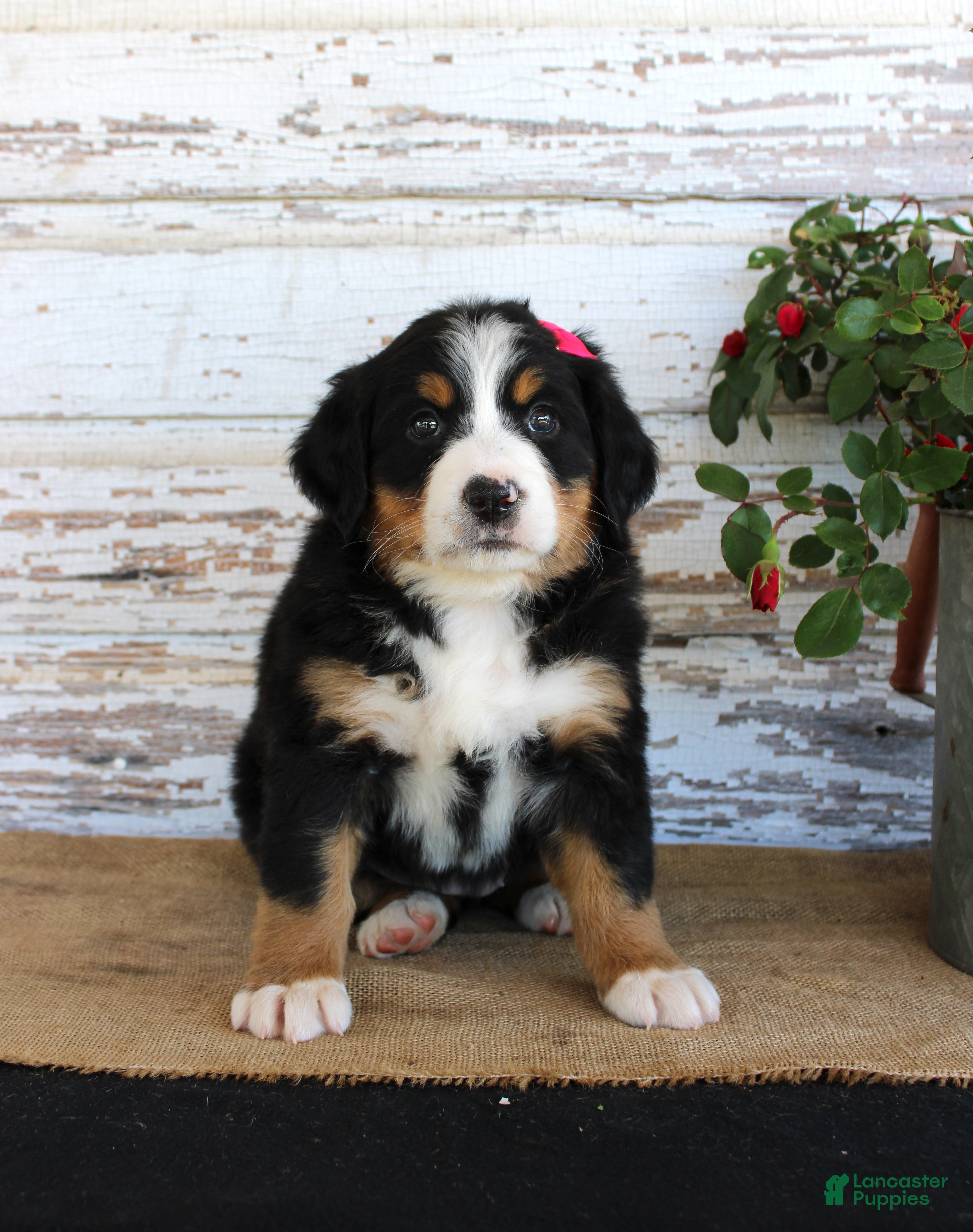 Bernese Mountain Dog dogs Mercy - Ad 11