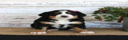 Bernese Mountain Dog dogs for sale: Mercy - Ad 4