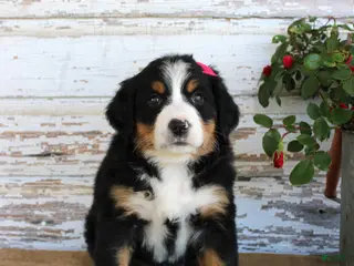 Bernese Mountain Dog dogs Mercy - Ad 11