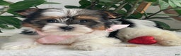 Biewer Terrier dogs for sale: Kiwi - Ad 13