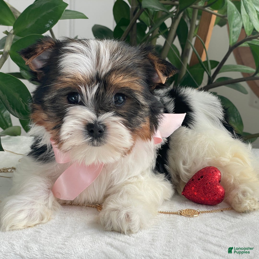 Biewer Terrier dogs for sale: Kiwi - Ad 13