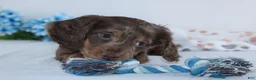 Miniature Dachshund dogs for sale: Ethan - Ad 3
