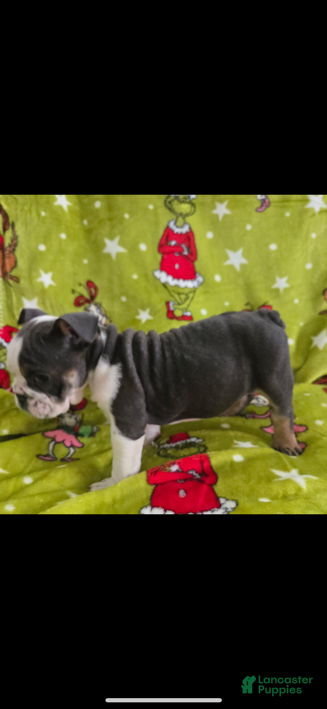 English Bulldog dogs for sale: Lucy - Ad 17
