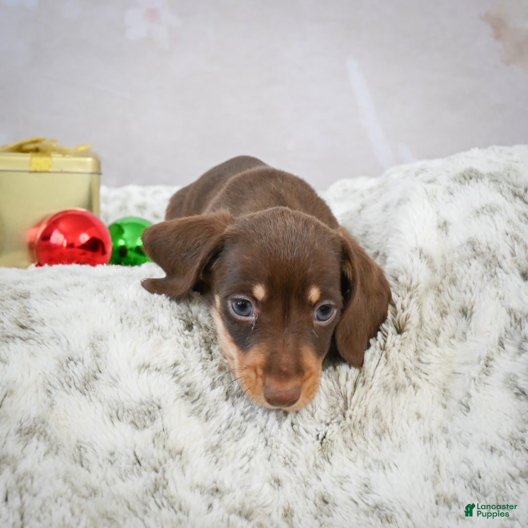 Miniature Dachshund dogs for sale: Max - Ad 10