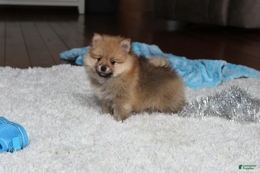 Pomeranian dogs for sale: Kody - Ad 2