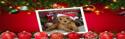 Goldendoodle dogs for sale: Cupid - Ad 3
